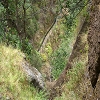 Plants: image 18 0f 70 thumb